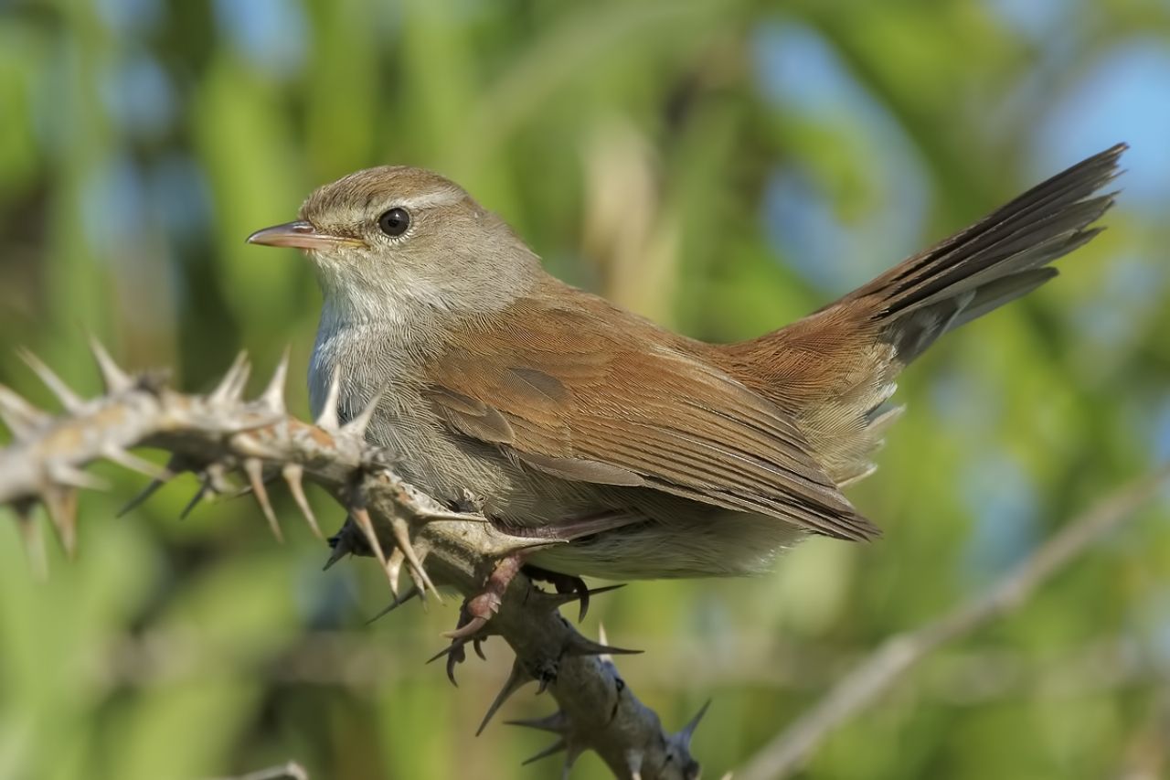 Usignolo di fiume (Cettia cetti)